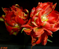Tulpen
