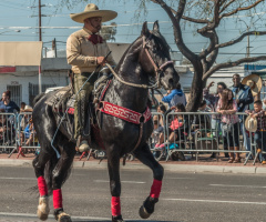 Horses At A Non-Mechanized Parade