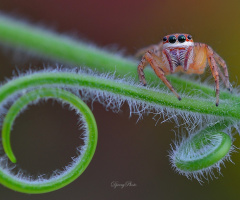 Jumping spider