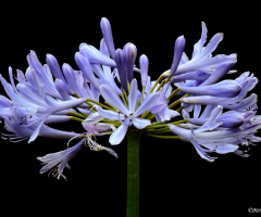 Agapanthus africanus