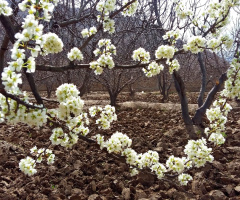 Spring Garland ...