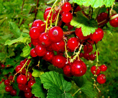 johannisbeeren 