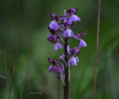Wild Orchid Cyprus 