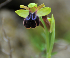 wild orchid 