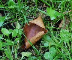 Überbleibsel