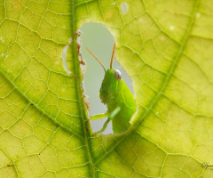Grasshopper