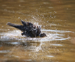 bathing
