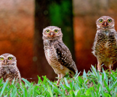 Owl's Family