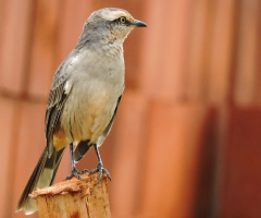 Mimus saturninus