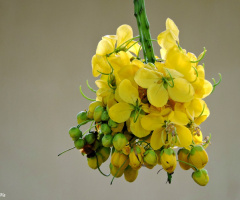 Bouquet of Natural Flowers