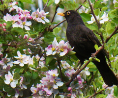 amsel ..