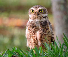 Burrowing Owl