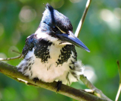 Amazon Kingfisher