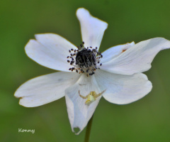 wild anemon with a white spider