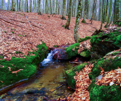 Çataldağ Yolundan