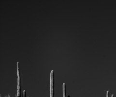 Mighty Sonoran Desert Saguaro Cactus's