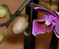 A moment with an orchid