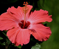 Hibiscus