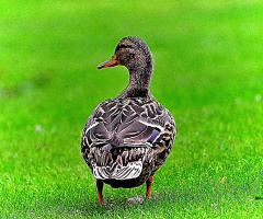 Ördek