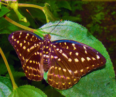 schmetterling 11