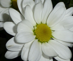 Blume