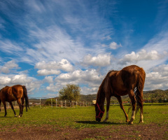 Horses