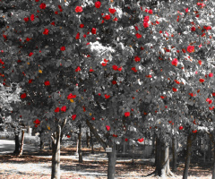 red camellia