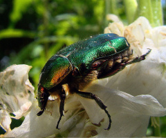 rosenkäfer