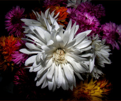blumen  4