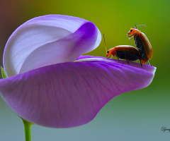 Flower of love