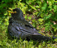 amsel ...