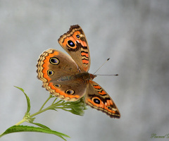 Delicately soft