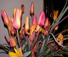 wild tulip bouquete