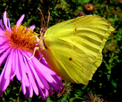 schmetterling 12