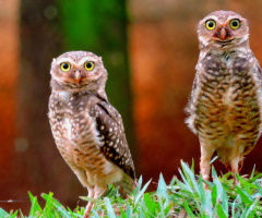 Papa and Mama Owl