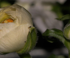Two flowering stages