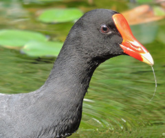 Common Moorhen