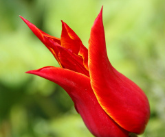 Tulip