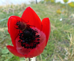 Sığınak