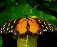 schmetterling 13