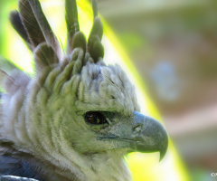 Harpy Eagle