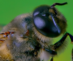 Nectar Bees