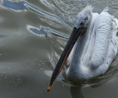 Dalmatian Pelican