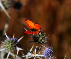 Orange Butterfly