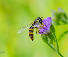 Hoverfly