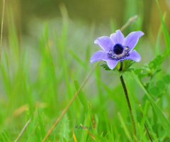 wild-flower 