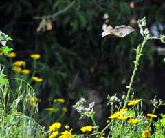 flying fish  ? swimming bird ? . :)))) lol 