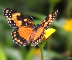 Chlosyne lacinia saundersii