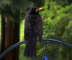 amsel im regen 