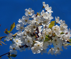blüten 3